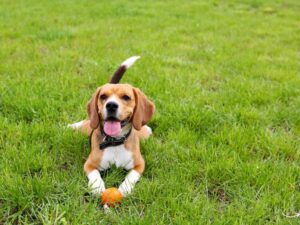 Discover the Ultimate Care at Binford Pet Wellness Clinic