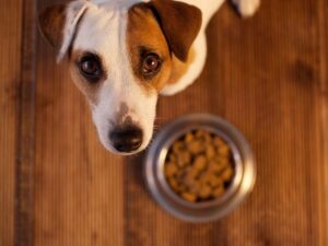 The Ultimate Pet Food Advisor: Navigating Nutrition for Your Furry Friends