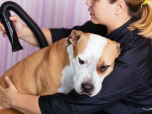 Muddy Paws Pet Grooming: Your Pet’s Best Friend