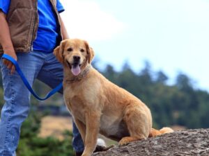 Peggy Adams Animal Rescue: A Beacon of Hope for Animals in Need