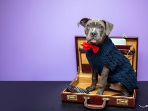 Busy Butter Pet Naturals: A Tasty and Nutritious Treat for Your Furry Friend