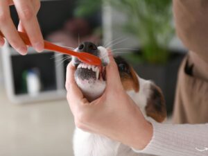 The Ultimate Guide to Pet Grooming in Los Angeles