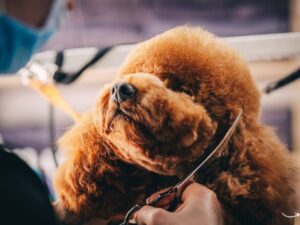 Bubbles Pet Grooming: The Ultimate Guide to Pampering Your Pets