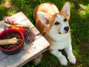 Finding the Perfect Pet Sitter: Your Guide to Stress-Free Pet Care