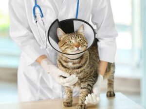 Companion Animal Hospital: Your Pet’s Second Home