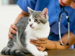 Navigating the Path to Compassion: Understanding 501c3 Animal Rescue Requirements
