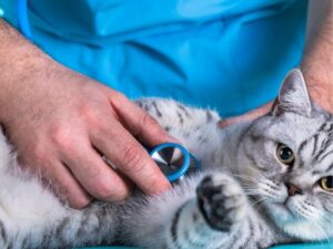 Animal Clinics: A Guide to Your Pet’s Health and Happiness