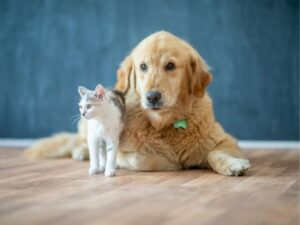 Urgent Animal Care of Arlington: Compassionate Emergency Help When Pets Need It Most