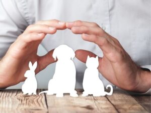 Best Friends Animal Hospital: Your Pet’s Best Ally in Health and Happiness