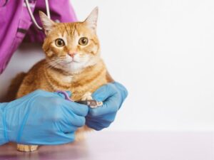 Emergency Animal Hospital: When to Seek Urgent Care for Your Pet