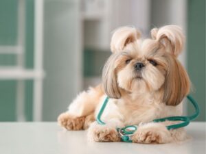 The Art of Pet Sitting: A Guide to Providing Loving Care for Pets