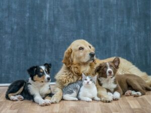 Montgomery County Animal Shelter: Providing Love, Care, and Hope for Every Animal