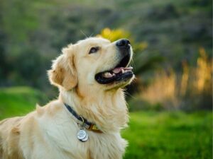 Unleashing Your Passion: How to Start a Pet Care Blog That Stands Out