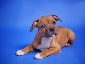 Affordable Pet Care in Barberton Ohio: Keeping Your Furry Friends Healthy Without Breaking the Bank