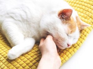 The Ultimate Guide to Your Local Animal Medical Clinic: Caring for Your Pets’ Health
