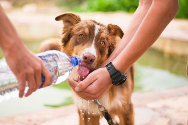 importance of pet hydration