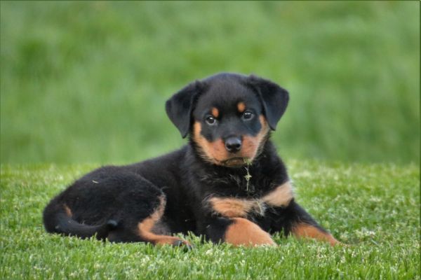 mental health for dogs