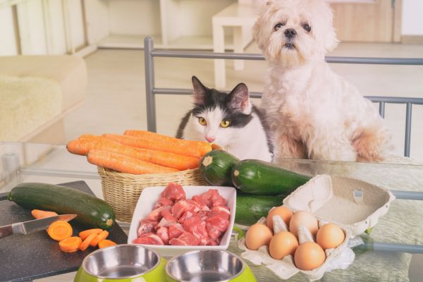 Best wet cat food options