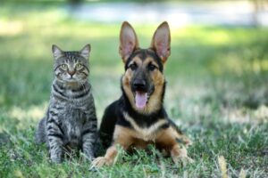 Natural Supplements for Pets – Complete Guide for Pet Owners