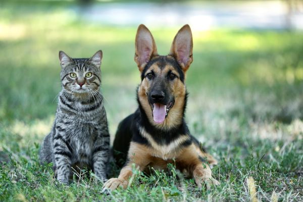 Natural supplements for pets