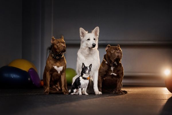 small dog breeds for apartments