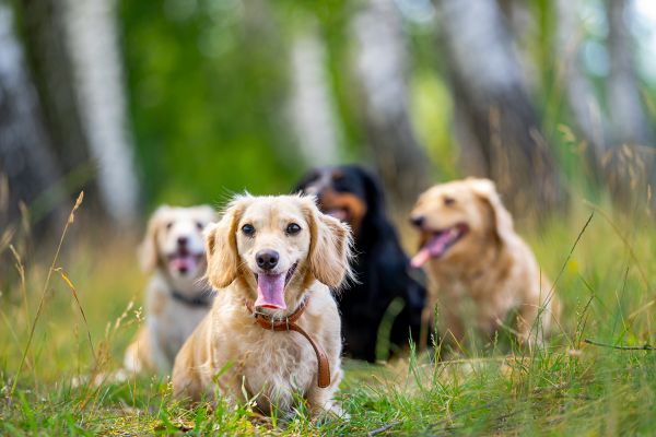 guard dog breeds