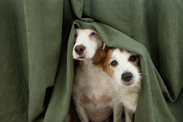 pet anxiety solutions