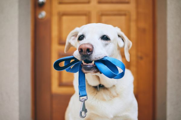 best leashes for large dogs