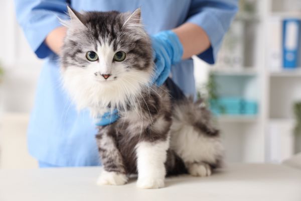 pet insurance benefits