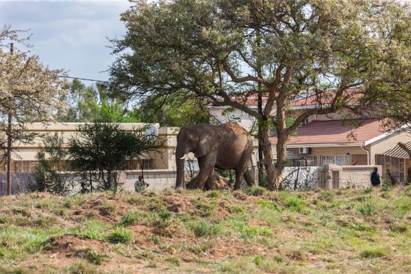 Human-wildlife conflict