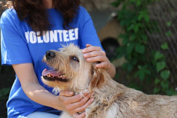 Wildlife volunteer programs