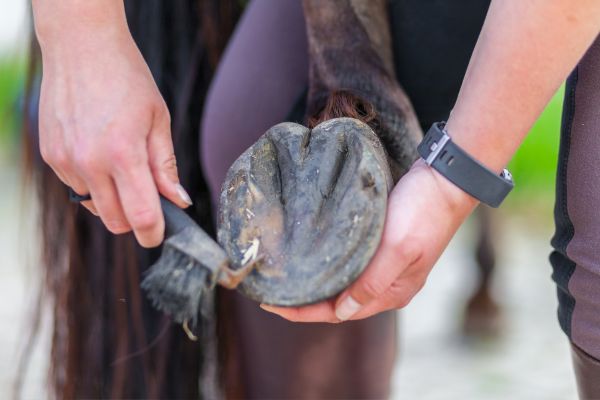 horse hoof care essentials