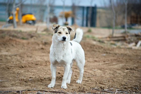 working dog breeds for farms