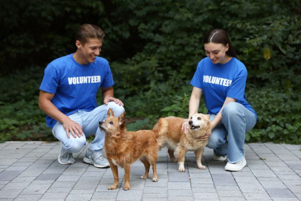 organize charity events for animal shelters