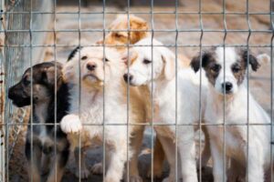 Animal Advocacy Campaigns Making a Difference