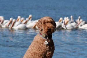 Doodle Breeds Compared: Goldendoodle vs Labradoodle vs Bernedoodle