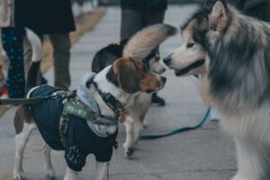 How to Socialize a Reactive Dog Safely