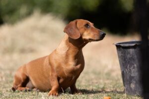 Dachshund Breed Guide: Temperament, Care, and Health