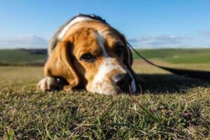 Beagle Exercise Needs: How Much Activity Do They Need?