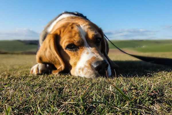 Beagle exercise needs and daycare fit
