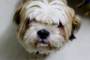 12 Hypoallergenic Dog Breeds for Allergy Sufferers