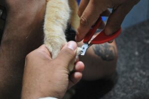 How to Trim Cat Nails Safely at Home (Step-by-Step)