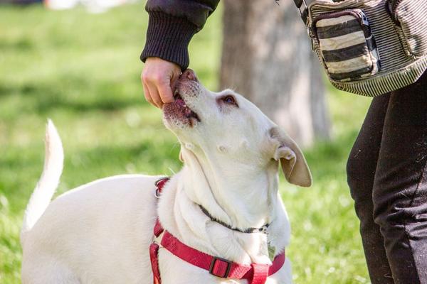 positive reinforcement dog training methods