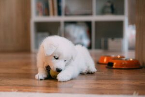 How to Stop Puppy Biting: 8 Proven Techniques