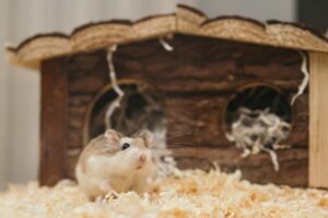 Why Hamsters Chew Cage Bars (and How to Stop It)