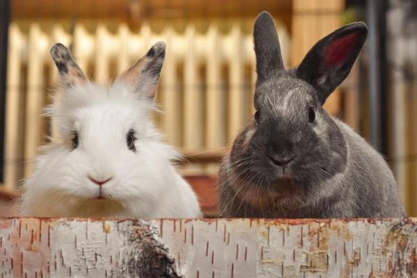 how much space does a rabbit need