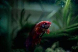 Aquarium Heater Guide: Choosing the Right Size and Setting