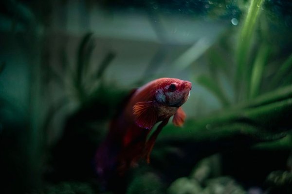aquarium heater guide