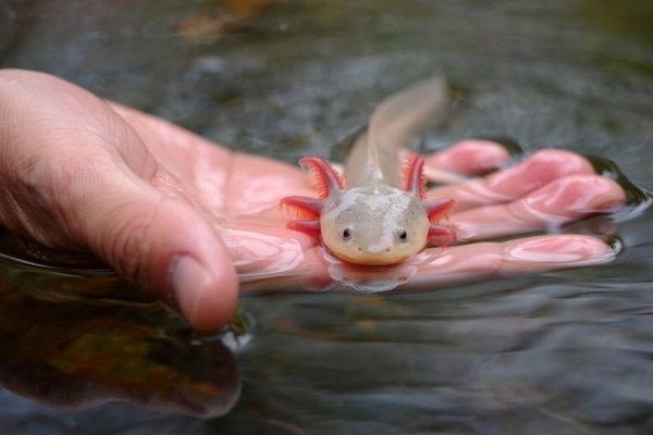 axolotl care