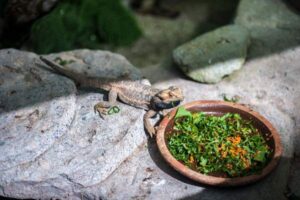 Bearded Dragon Diet by Age: Insects, Greens, and Portions